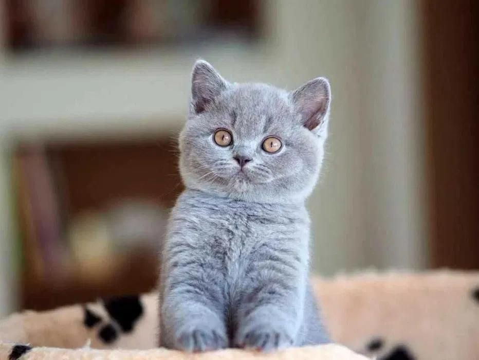 Шотландские прямоухие котята