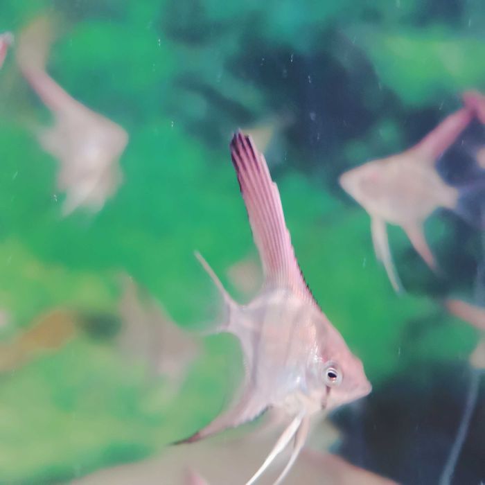 Skalar Manacapuru Oryginał - 4-5 cm - Nasza Hodowla Sklep Altum