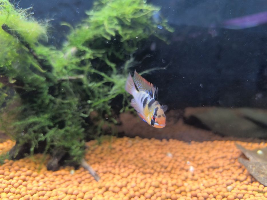 Ramirezi (Mikrogeophagus Ramirezi)