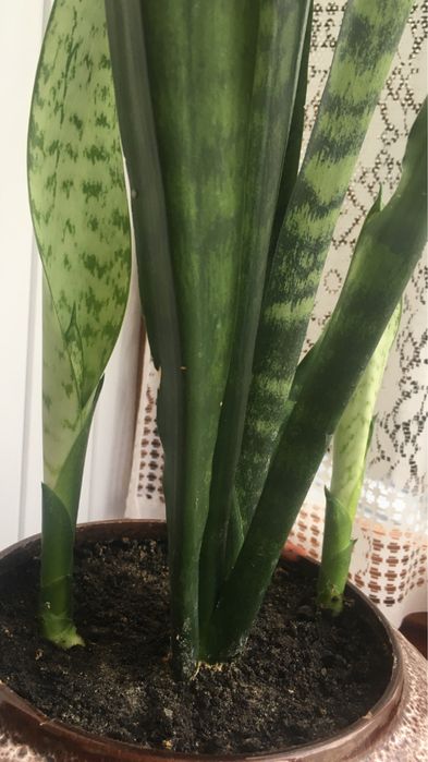 Квітка сансевієрія -щучий хвіст, тещин язик, індійський меч…