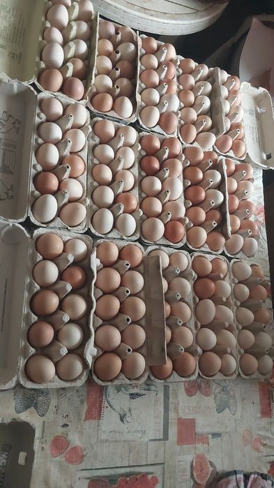 Sprzedam świeże jajka