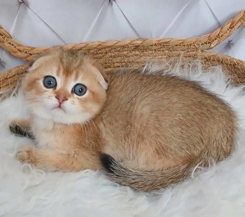 Котики золотої шиншили