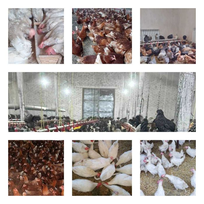 Продам кури несушки! Доставка безкоштовна. Шаргород!