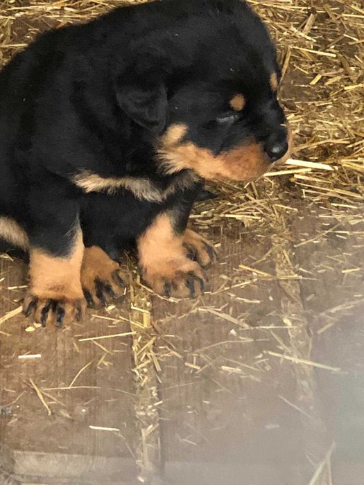 Ротвейлера цуценята