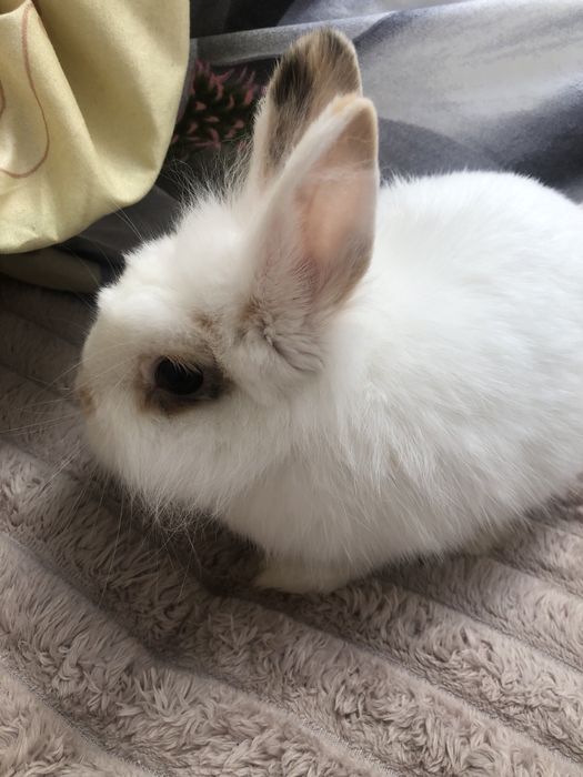 Oddam króliczka za darmo