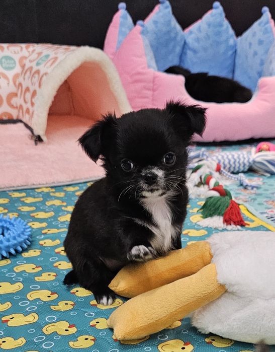 Śliczna czarna długowłosa Vanessa