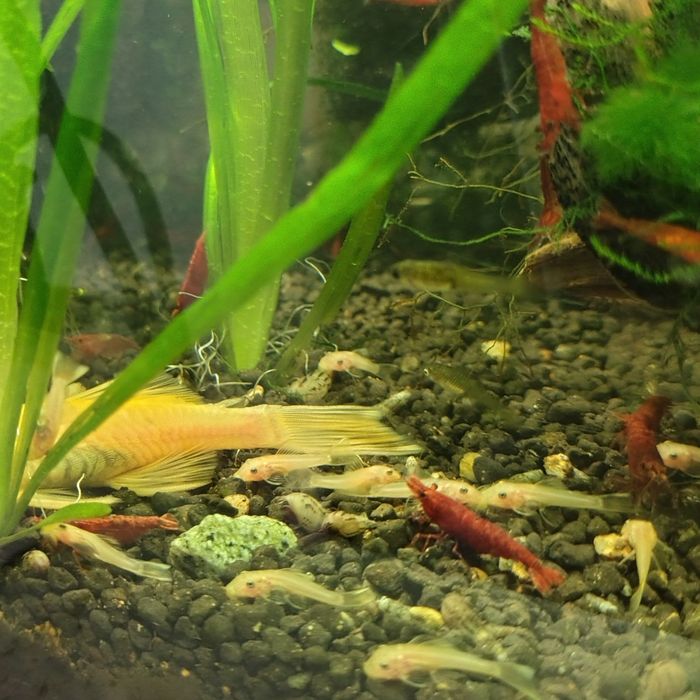 Glonojady ancistrus Gold L 144 niebieskookie
