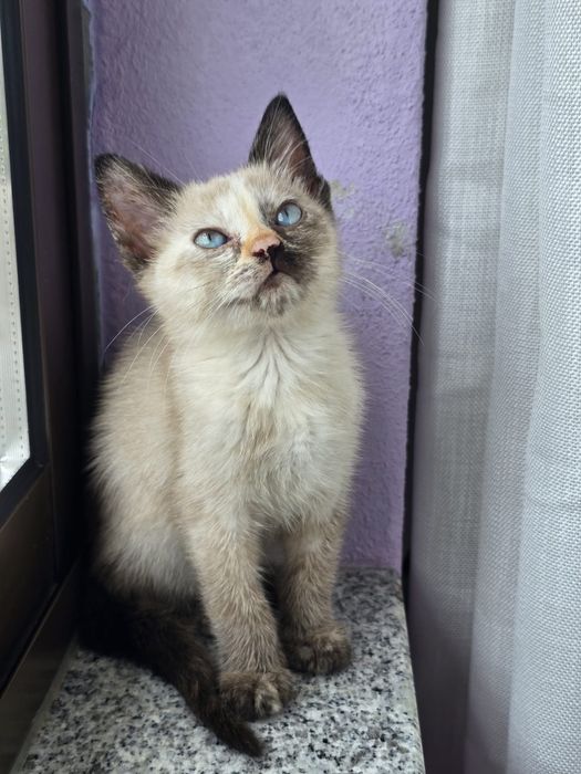 Sabrina, para adoção