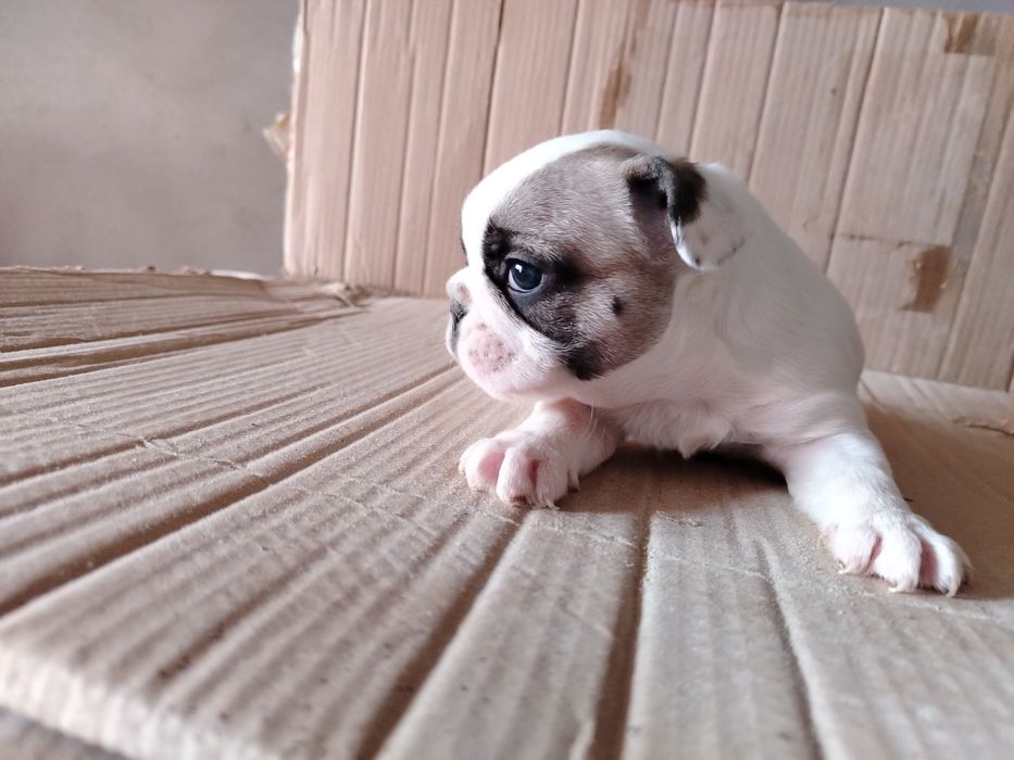 Lindíssima buldogue francês