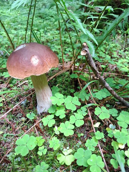 Domek letniskowy nad Rospudą