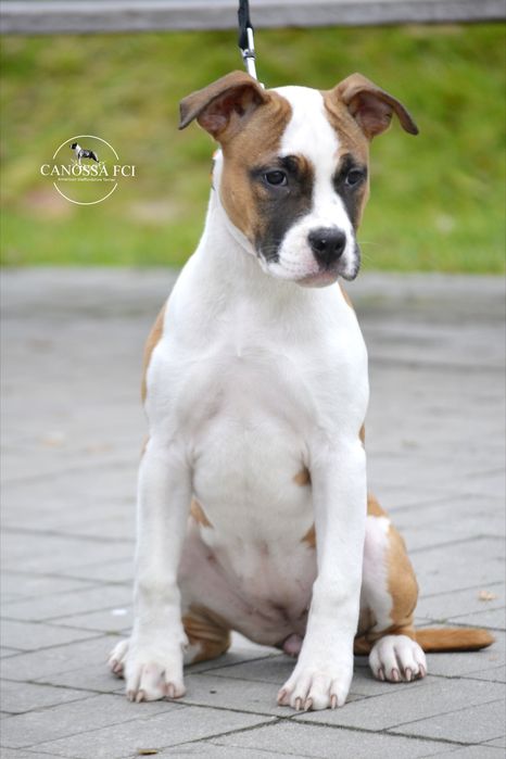 Suczka AmStaff ZKwP/FCI Gotowa do odbioru.