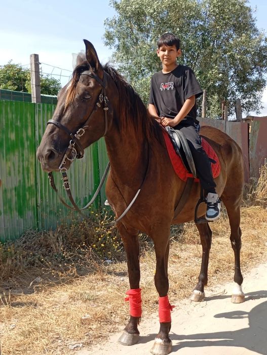 Égua cruzada de lusitana