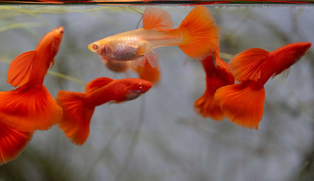 Rybki do akwarium - Gupik Red Albino