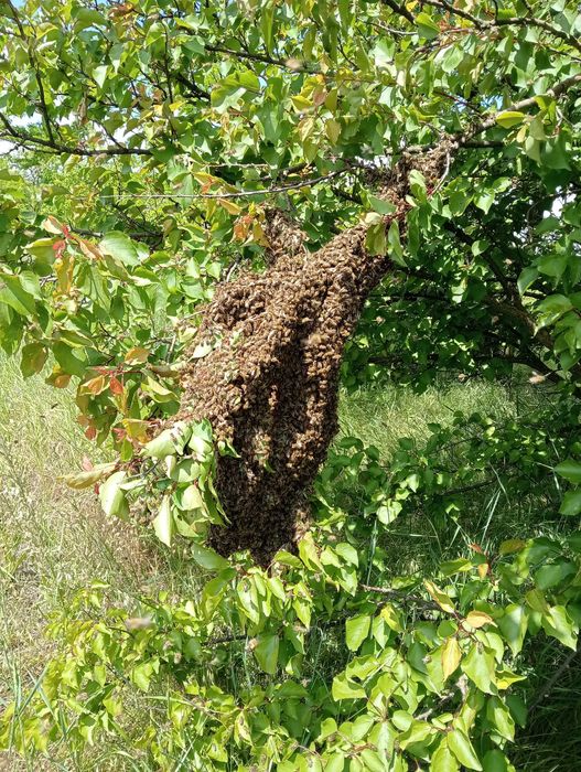 продам бджолосімї