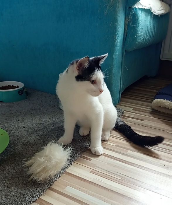 4 miesięczny kocurek szuka domu niewychodzącego