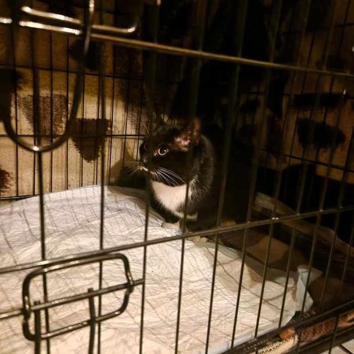 Marzną w pustostanie, kocięta z lasu