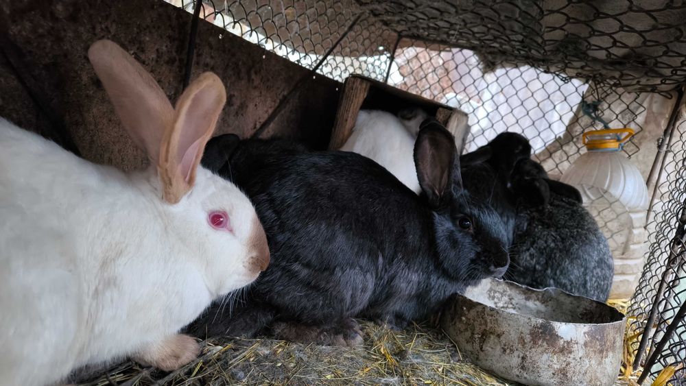 Продам річних кроликів