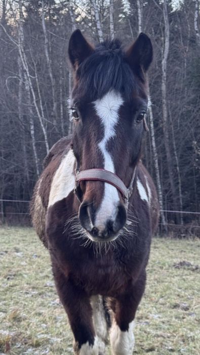 Sportowy kuc do skoków