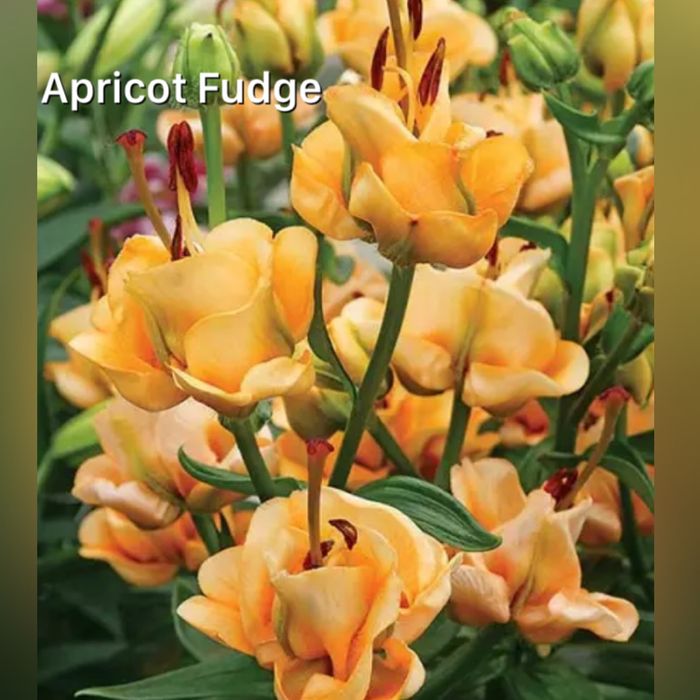 Лилия садовая ; Apricot Fudge; Амариллис-Гиппеаструм-комнатная Лилия