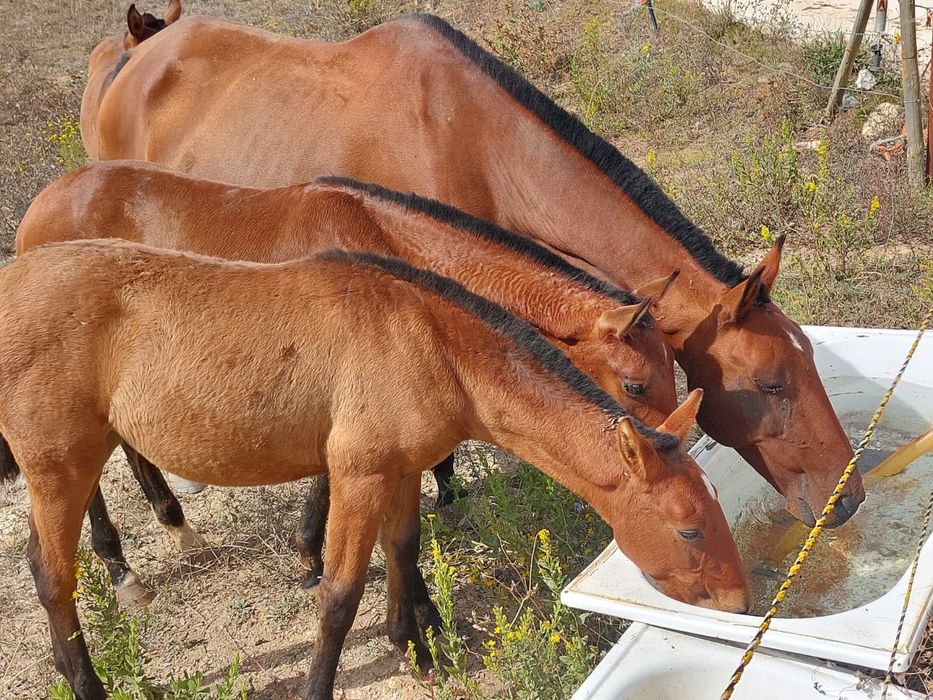 Poldros Puro Sangue Lusitano