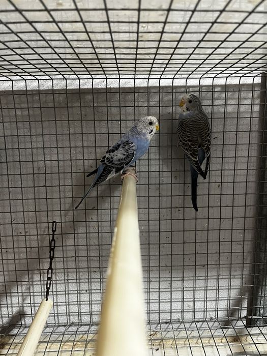 Periquitos australianos