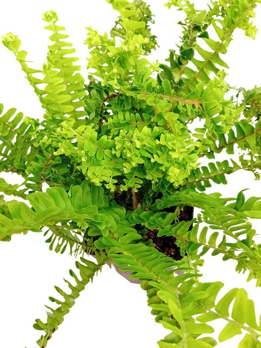 Feto Nephrolepsis Cordifolia