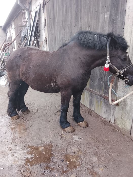 Klacz kara zimnokrwista