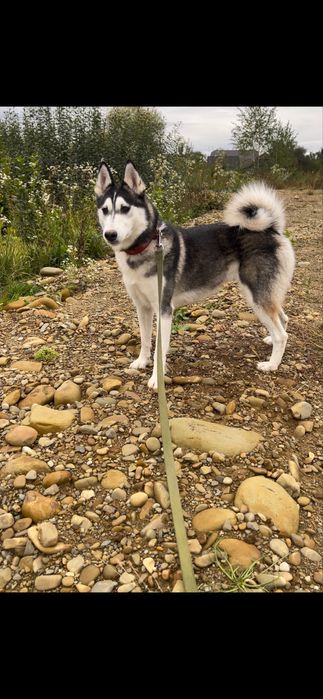 Віддам лайку в добрі руки