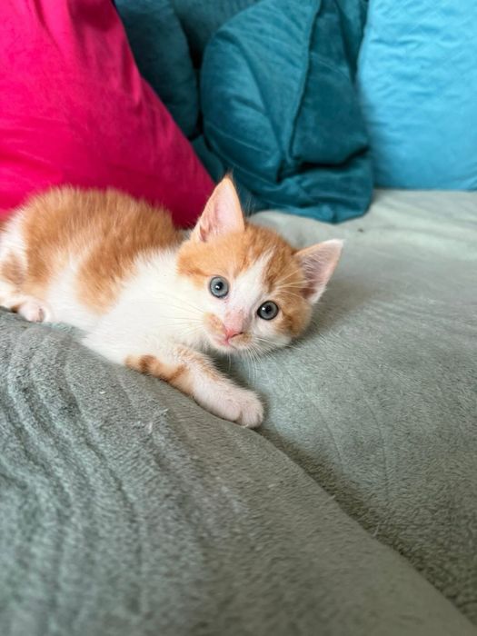 Rude kociaki (kocurki) szukają domu razem lub osobno