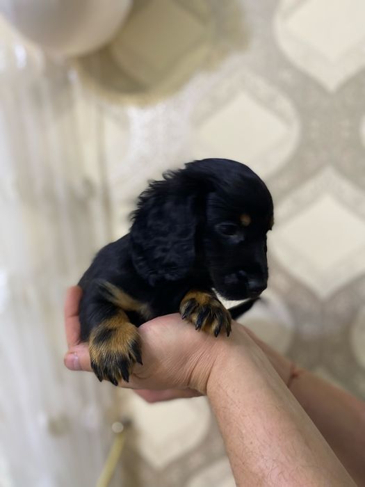 Чорно підпала такса довгошерста такса