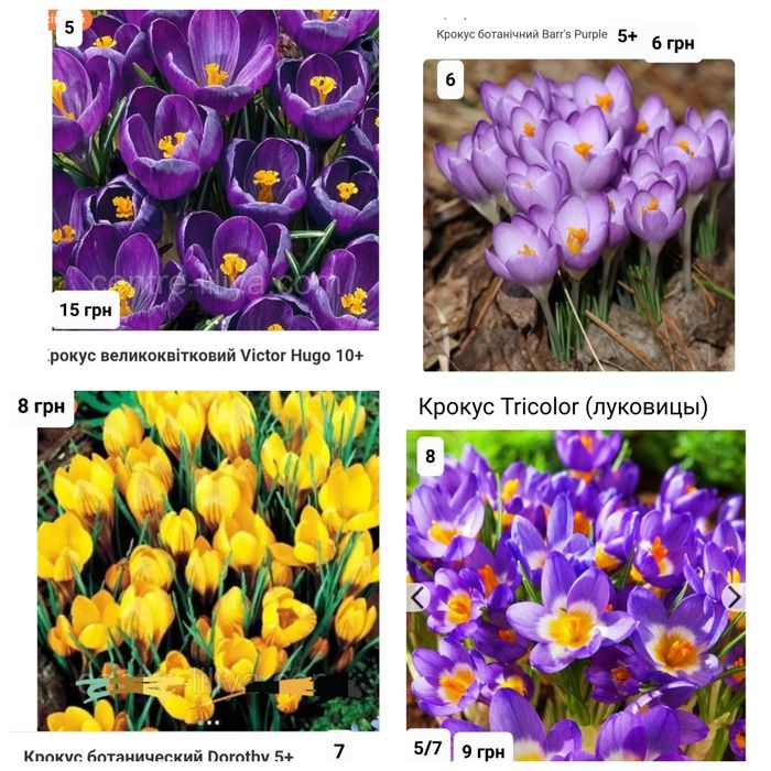 Крокуси великоквіткові і ботанічні Голандія