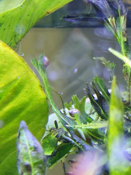 Caracol Physas para aquario