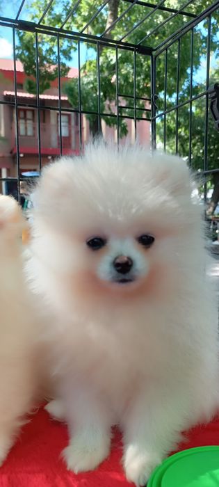 Померанський шпіц