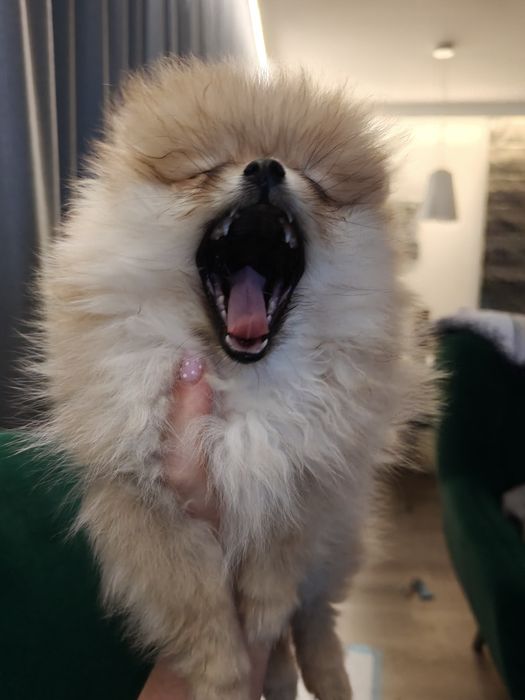 Pomeranian dziewczynka  szpic miniaturowy ZKwP FCI