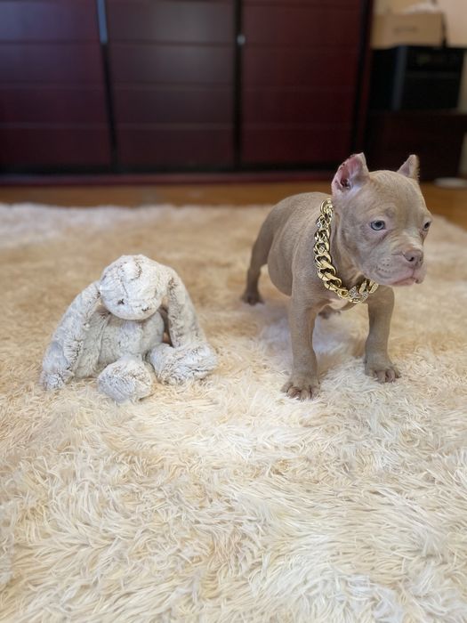 Американський буллі