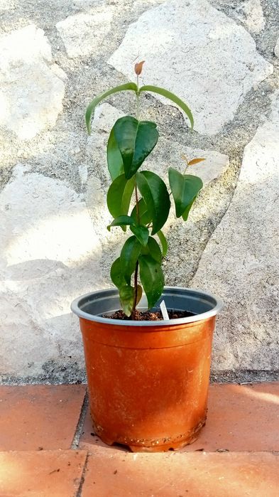 Pitangueira - Eugenia uniflora