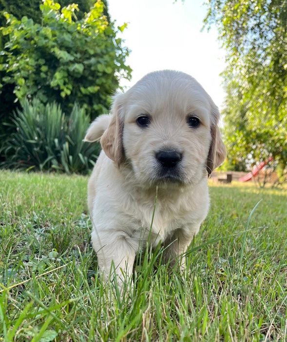 Szczenię Golden Retriever z rodowodem