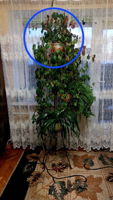 Стійка для вазонів