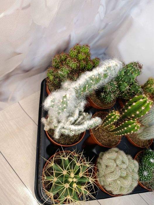 Камелія.Лілія.Кактуси.Калатея.Троянда.