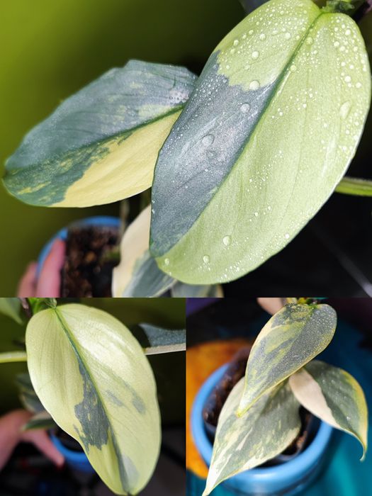 Кімнатна рослина Філодендрон silver sword hastatum variegated