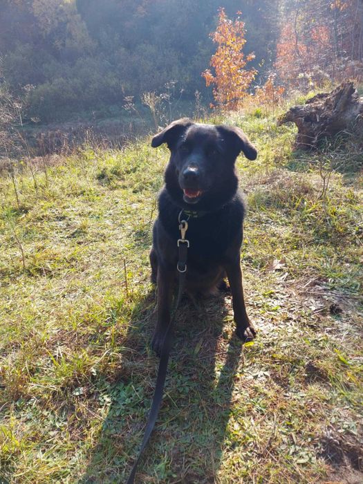 IWI - Schronisko dla Zwierząt w Ostródzie