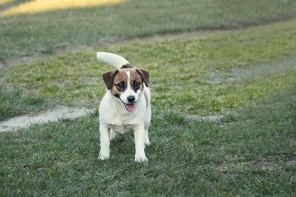 NELA, suczka Jack Russell Terrier FCI, ZKwP