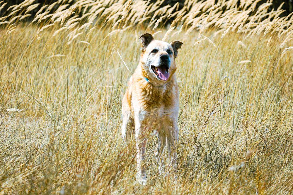 FLOP - super duży, starzy pies prosi o dom