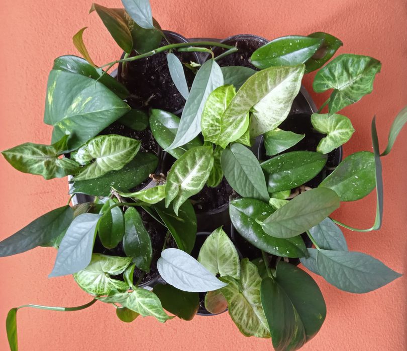 Кімнатні ліани 4в1