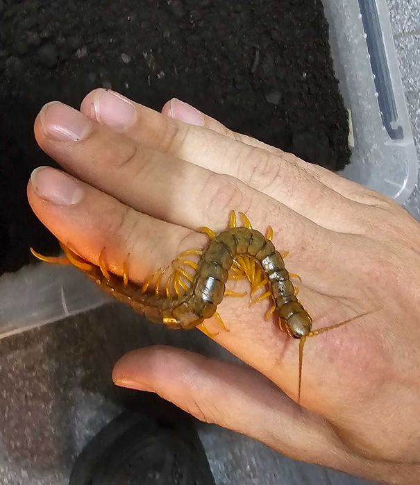 Skolopendra cingulata z terrarium z wystrojem