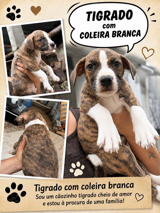 Pitbull bebes amstaff