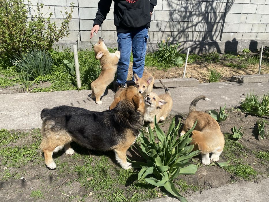 Корги щенки девочки и мальчики