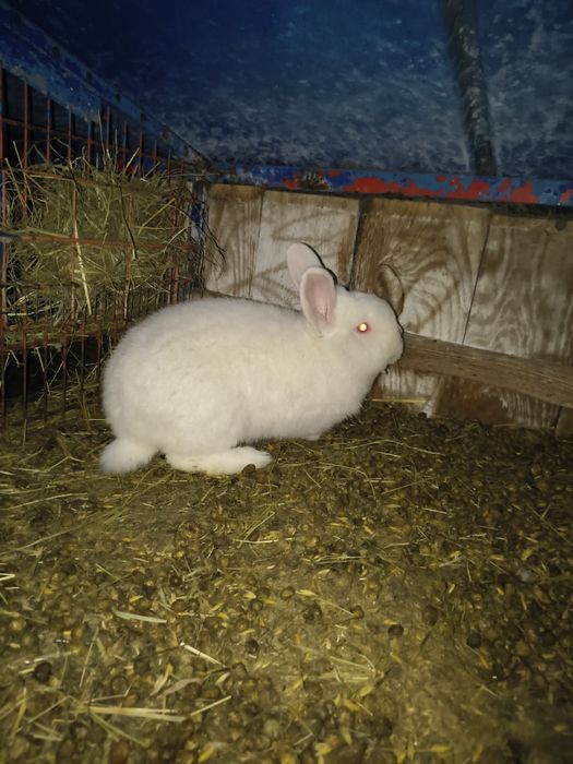 Samczyk Nowozelandzki Biały