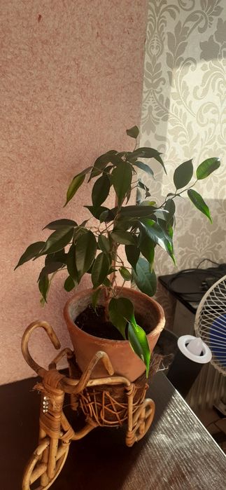 Фикусы разных размеров