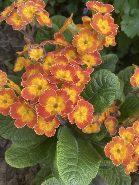 Примулы примула сортовые